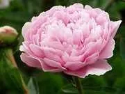 лілій