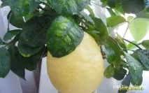 живе