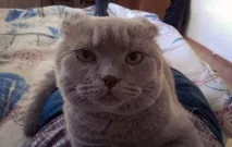 Вся сутність котів взагалі
