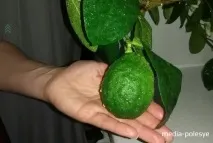 живе