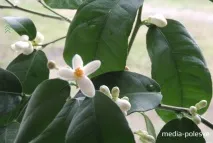 себе