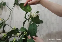 любить