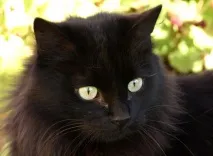 собакою