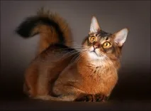 котка характеристики