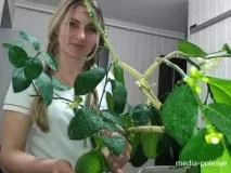 любить