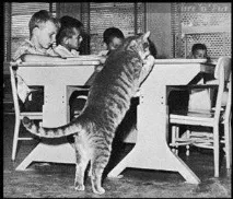 кота