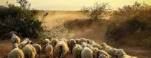 овцете овцете
