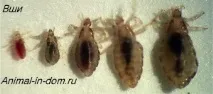 лечение лечение