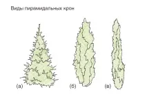крони