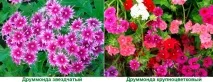 вила флокс