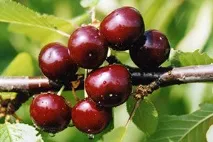 Гібриди вишні - відгуки садівників та поради щодо вирощування відгуки