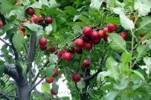 Гібриди вишні - відгуки садівників та поради щодо вирощування відгуки