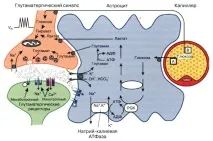 brain brain
