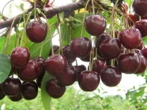 птичи черешови