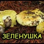 гъби сивокоси