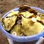 описание зеленчукови