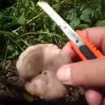 зеленчукови гъби