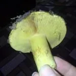 гъби зеленчукови