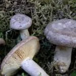 гъби сивокоси