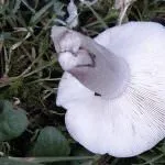 зеленчукови описание