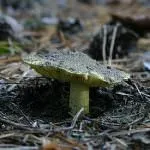 зеленчукови сивокоси