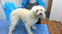 перукар