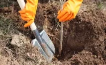 Грецький горіх - Ідеал посадка, догляд та вирощування грецький