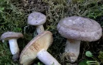 описание гъби