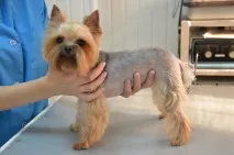 челябінську