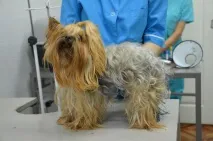 клініка