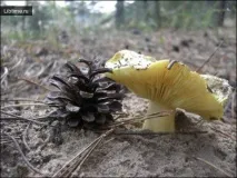 рядовки