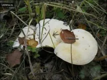 гриби