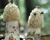 описание снимка