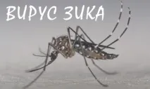 Вірус