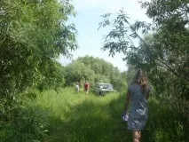 Верба - чаклунське дерево дерево