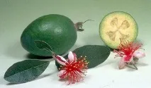 какви какви