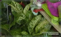 растения растения