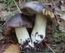 гриби