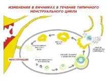 Як визначити овуляцію для зачаття дитини в домашніх умовах без тесту визначити