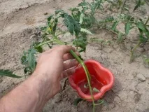 пасинки