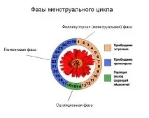 Як визначити овуляцію для зачаття дитини в домашніх умовах без тесту овуляцію