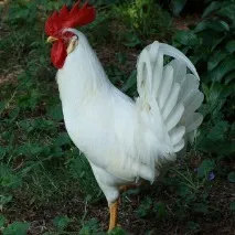 възрастта пилетата