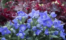 Як правильно вирощувати Платикодон, GreenMarket сорти