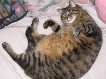 БРЕМЕННОСТ КОТКИ котката