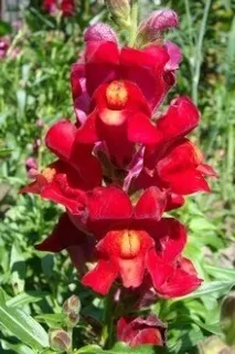 Snapdragon семена лъчност