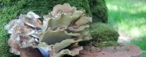 Як застосовувати трутовик для схуднення схуднення
