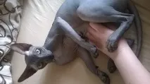 Хитре кото-особа; 3 кото-особа