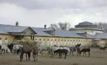 Хріновський кінний завод - гордість України гордість