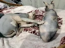 Хитре кото-особа; 3 дуже