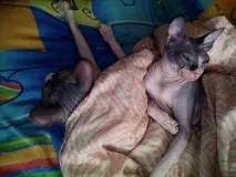 Хитре кото-особа; 3 зверху